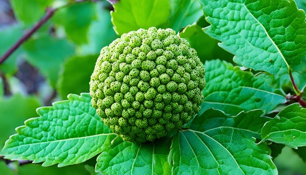 hedge apples and dog safety