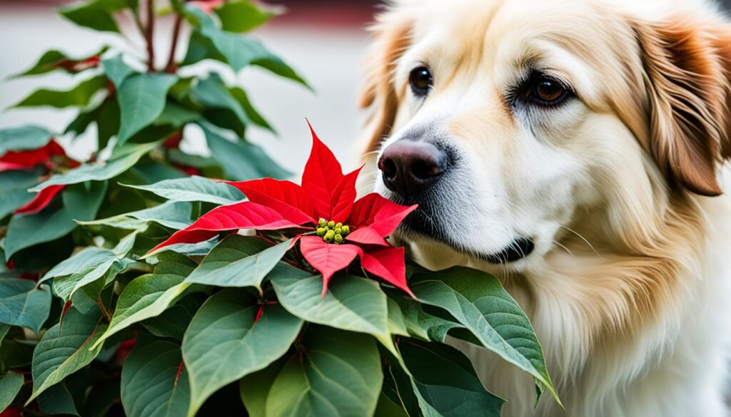 poinsettia poisoning in dogs