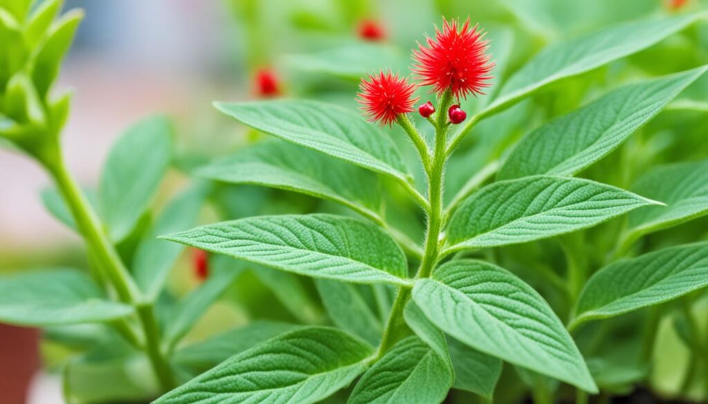High-risk plants for dogs High-risk plants for dogs