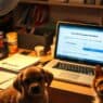 Canceling or Switching Dog Insurance